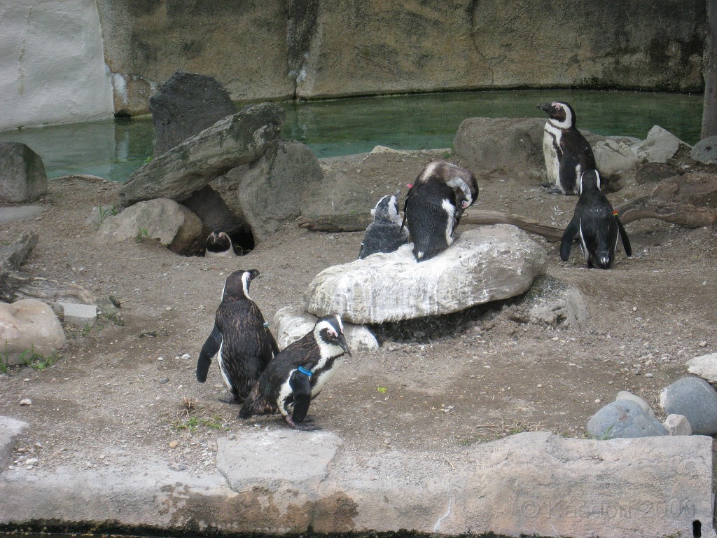 Dart Frog Dash 08 0731.jpg - The Toledo Ohio Zoo held the 2008 Dart Frog Dash 5K race on May 17, 2008. The weather was great, the race went fine, and the animals were fun to see! The highlight was the nursing Polar Bear Cubs - two 330 pound "babies" tugging on mama.